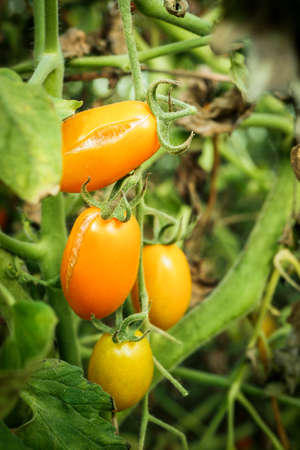 Italian plum tomatoes plant growth in organic greenhouse garden ready to harvest, selective focusの写真素材