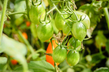 Italian plum tomatoes plant growth in organic greenhouse garden ready to harvest, selective focusの写真素材