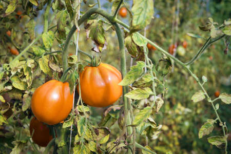 Fresh ripe red tomatoes plant growth in organic greenhouse garden ready to harvest, selective focusの写真素材
