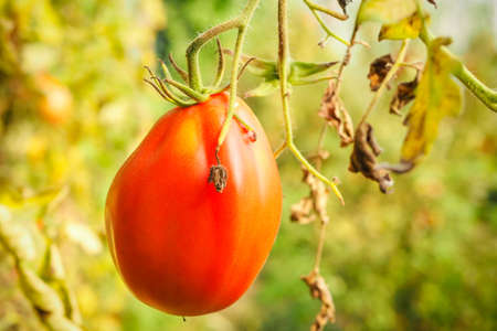 Fresh ripe red tomatoes plant growth in organic greenhouse garden ready to harvest, selective focusの写真素材