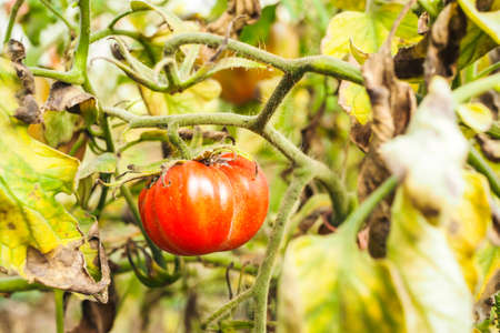 Fresh ripe red tomatoes plant growth in organic greenhouse garden ready to harvest, selective focusの写真素材