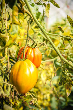 Unripe green tomatoes growing in the greenhouse. The green tomatoes on a branch. Selective focusの写真素材