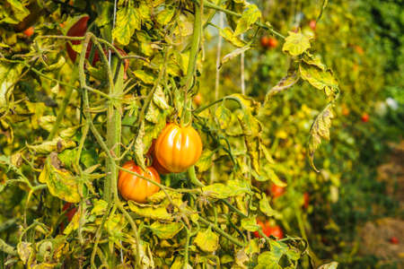 Unripe green tomatoes growing in the greenhouse. The green tomatoes on a branch. Selective focusの写真素材