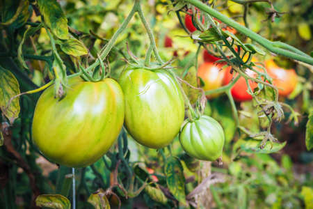 Unripe green tomatoes growing in the greenhouse. The green tomatoes on a branch. Selective focusの写真素材