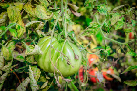 Unripe green tomatoes growing in the greenhouse. The green tomatoes on a branch. Selective focusの写真素材