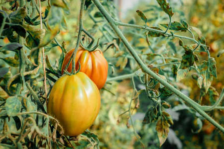 Unripe green tomatoes growing in the greenhouse. The green tomatoes on a branch. Selective focusの写真素材