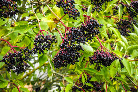 Elderberry. Closeup view of elderberrys bunch over green leaves. Selective focus