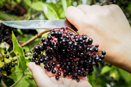 Woman picking elderberry. Closeup view of elderberrys bunch over green leaves. Selective focusの写真素材