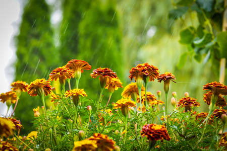 Blooming french marigolds in the garden, in rain. Selective focusの写真素材