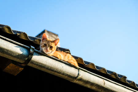A beautiful ginger cat sits on the roof in a rain gutter in the summer, selective focusの写真素材