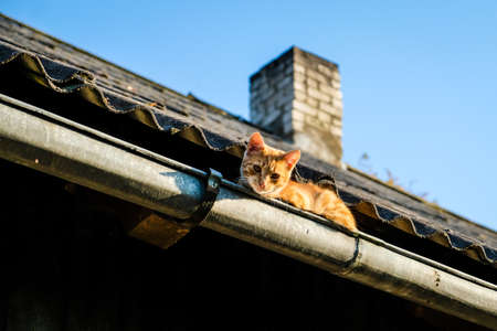 A beautiful ginger cat sits on the roof in a rain gutter in the summer, selective focusの写真素材