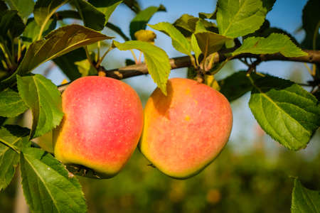 Beautiful apple trees in an apple orchard in autumn, selective focus. Apples closeupの写真素材