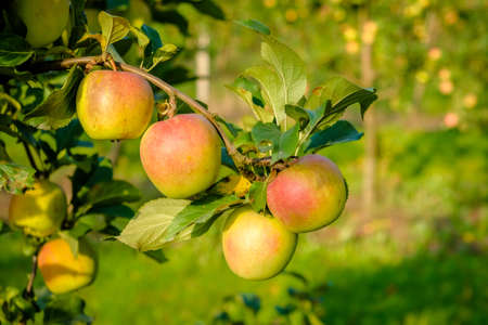 Beautiful apple trees in an apple orchard in autumn, selective focus. Apples closeupの写真素材