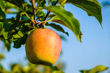 Beautiful apple trees in an apple orchard in autumn, selective focus. Apples closeupの写真素材