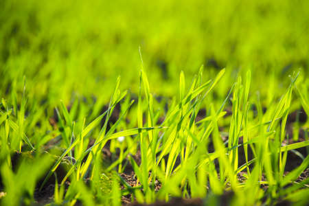 Bright green field of young wheat in autumn, selective focusの写真素材