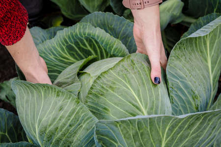 Fresh organic big cabbage in the garden, selective focus