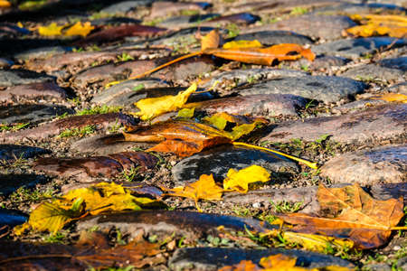 Colorful autumn leaves on a cobblestone street, selective focusの写真素材