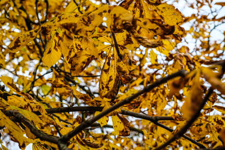 Chestnut disease. Damage to the leaves of the chestnut miner mothの写真素材