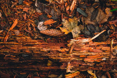 Forest background, screensaver. Cones, rotten tree, autumn leaves. Beautiful colorful forest view. Tinted, selective focusの写真素材