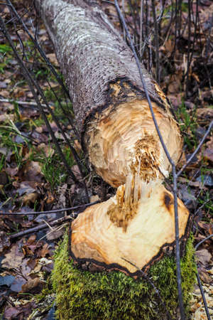 Traces of teeth on a birch that a beaver fell. Birch tree trunks fallen after beavers job on the lake shoreの写真素材