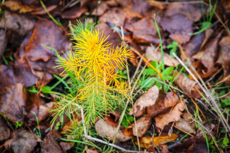 A young sapling of spruce grows in the ground. Sapling spruce planted by man. Forest management. Spruce painted against pestsの写真素材