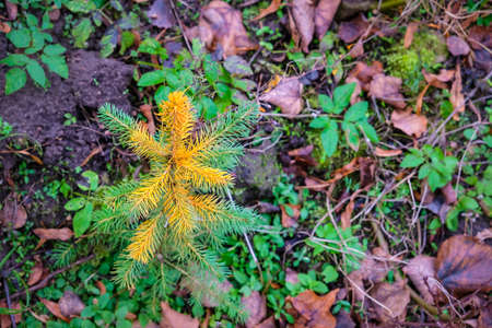 A young sapling of spruce grows in the ground. Sapling spruce planted by man. Forest management....