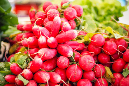 Fresh organic radishes on the marketの写真素材