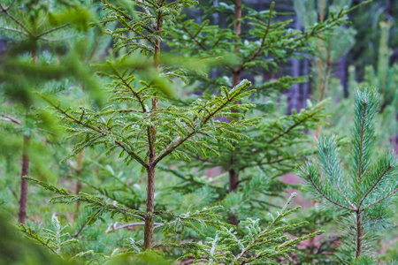 Bright green young spruce trees in the forest. Young green Needles on spruce branches close-up. Coniferous forest landscape.の写真素材