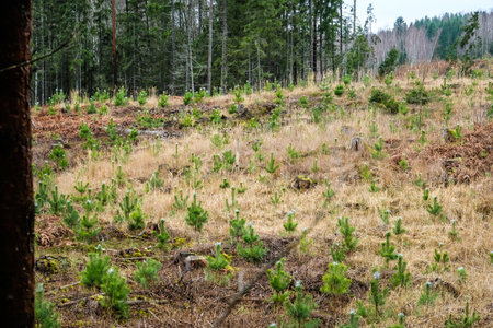 Young spruces in the forest. Forest management. Spruce painted against pests. High quality photoの写真素材