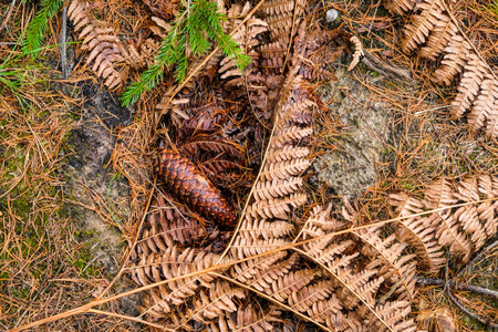 Forest background, screensaver. Cones, rotten tree, autumn leaves, ferns. Beautiful colorful forest view. Selective focusの写真素材