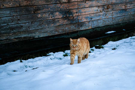 Beautiful ginger cat walking down the snowy street in winter. Selective focusの写真素材