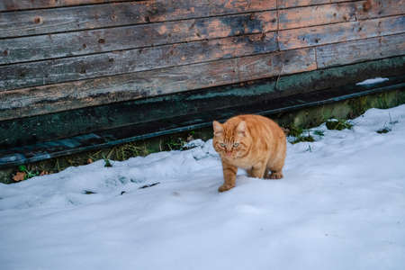 Beautiful ginger cat walking down the snowy street in winter. Selective focusの写真素材