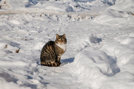 Beautiful cat sitting in the snow in sunny winter dayの写真素材