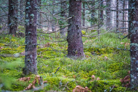 Autumnal new spruce forest with moss and some leaves on the ground. Forest managementの写真素材
