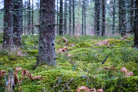 Autumnal new spruce forest with moss and some leaves on the ground. Forest managementの写真素材