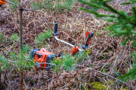 Young spruce trees. The trimmer takes care of the forest. Forest care and afforestation. Selective focusの写真素材