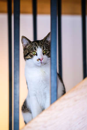 A beautiful cat sits on the stairs and watches.の写真素材