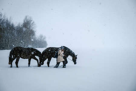 Girl and horses walking outdoors in snowfall in a winter day. Selective focusの写真素材
