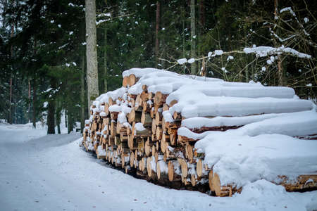 Forest works in winter. Close-up of a huge woodpile in the forest. Selective focusの写真素材