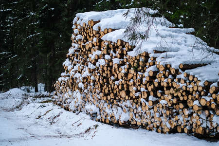 Forest works in winter. Close-up of a huge woodpile in the forest. Selective focusの写真素材