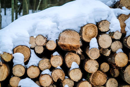 Forest works in winter. Close-up of a huge woodpile in the forest. Selective focusの写真素材