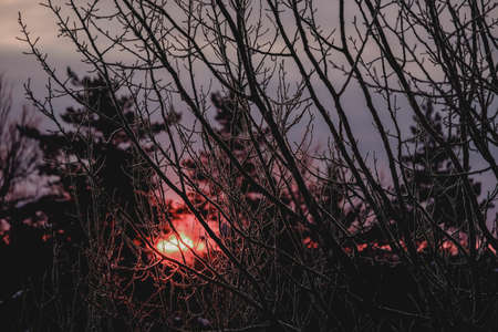 Sunrise in the forest in cold winter day. Defocusedの写真素材