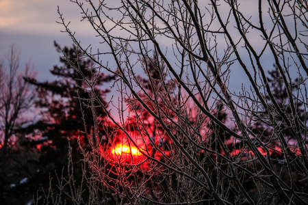 Sunrise in the forest in cold winter day. Defocusedの写真素材
