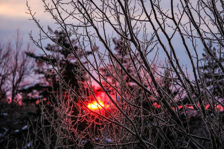 Sunrise in the forest in cold winter day. Defocusedの写真素材