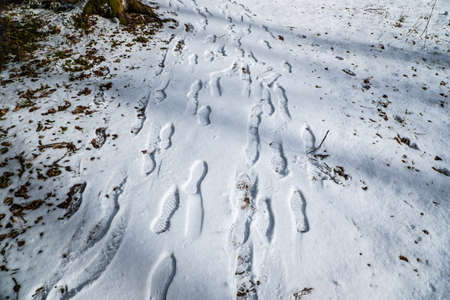 Footprints in the snow, outdoot hiking in winter. Selective focusの写真素材