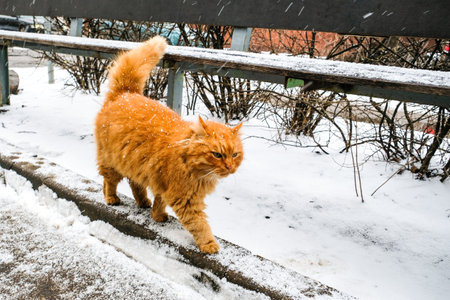 Beautiful ginger cat walking down the snowy street in winter. Selective focusの写真素材