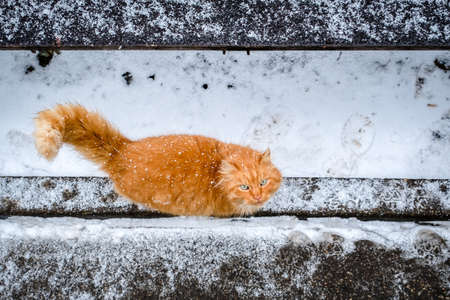 Beautiful angry ginger cat walking down the snowy street in winter. Selective focusの写真素材