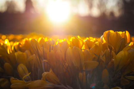 The first beautiful yellow crocuses blooming in the spring garden, in park in sunset. Selective focusの写真素材
