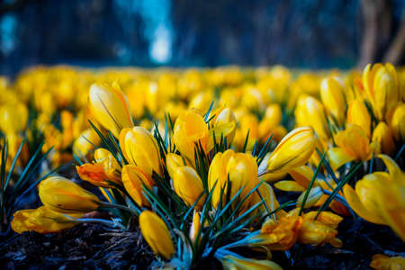 The first beautiful yellow crocuses blooming in the spring garden, in park in sunset. Selective focusの写真素材