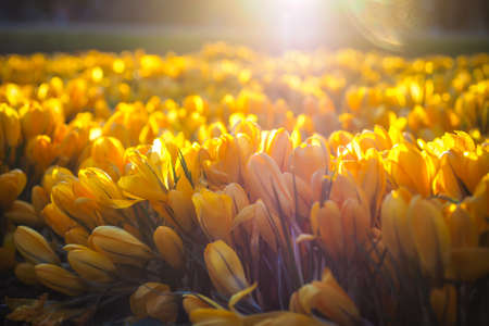 The first beautiful yellow crocuses blooming in the spring garden, in park in sunset. Selective focusの写真素材